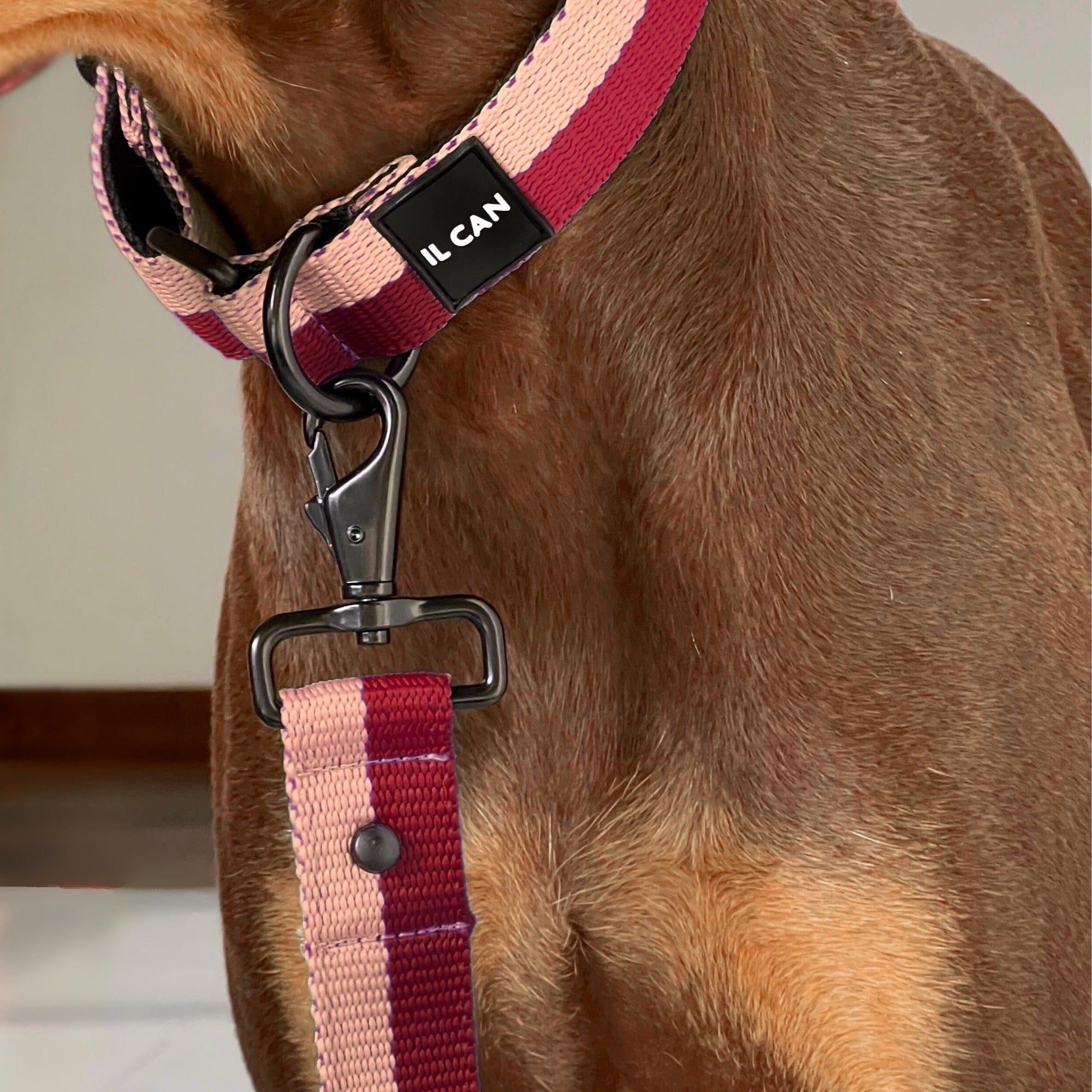 Collar Passion Cream - Il Can Atelier