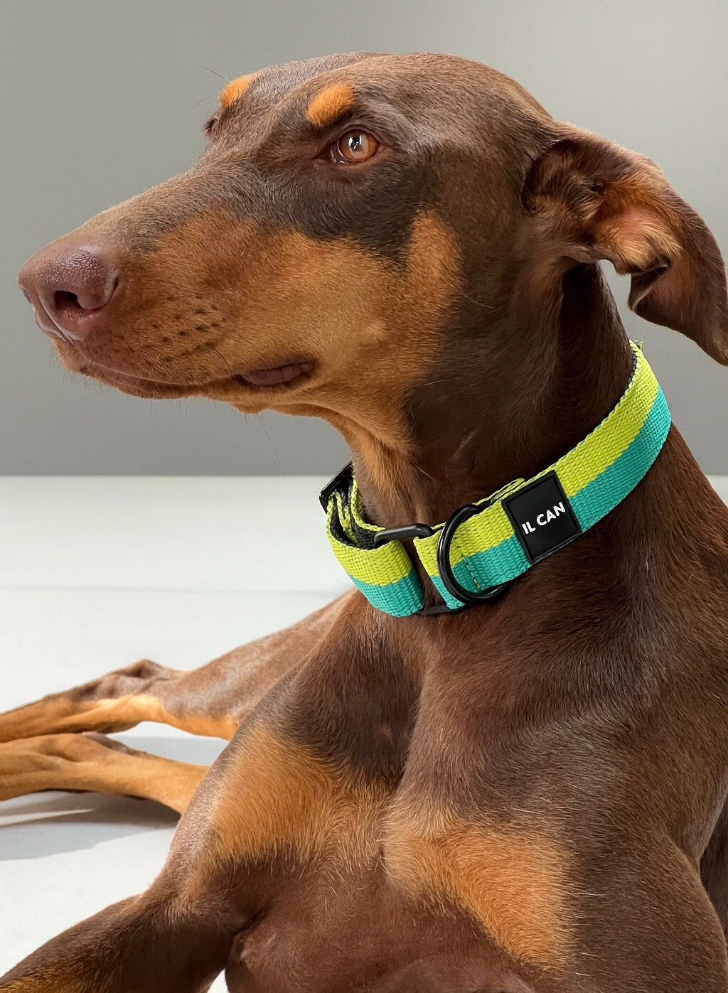 Collar Juicy Boop - Il Can Atelier