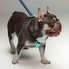 Ultra Light 2 in 1 Harness • GRAPE MINT