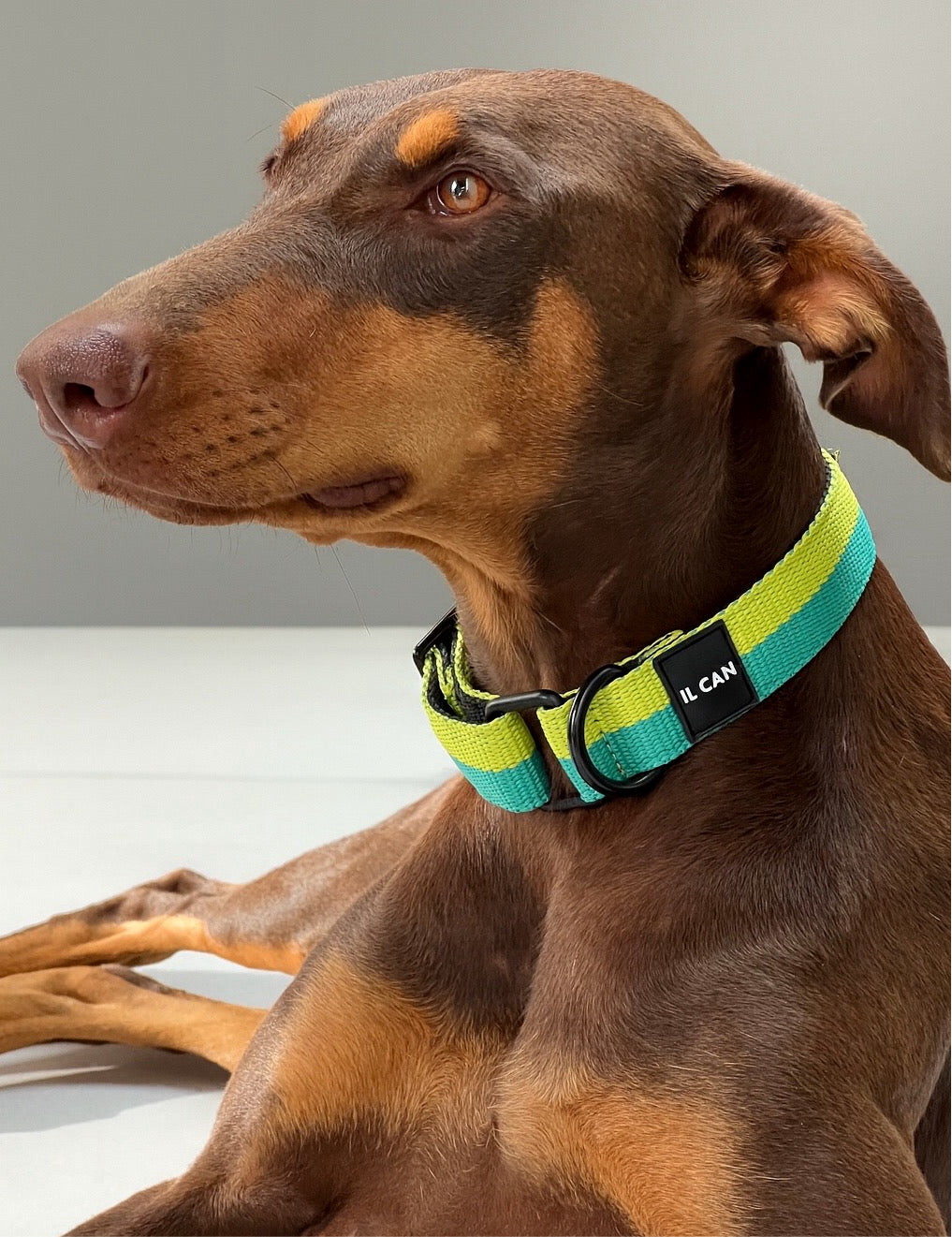 Set Collar y correa Juicy Boop - Il Can Atelier