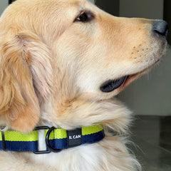 Set Collar y correas Navy lime - Il Can Atelier
