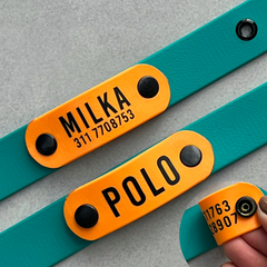 WONDER WILD waterproof collar and leash set