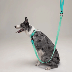 Set collar y correa impermeable AQUALICIOUS