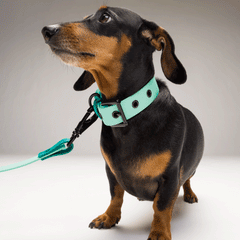 HOLLY JOLLY Waterproof Collar 