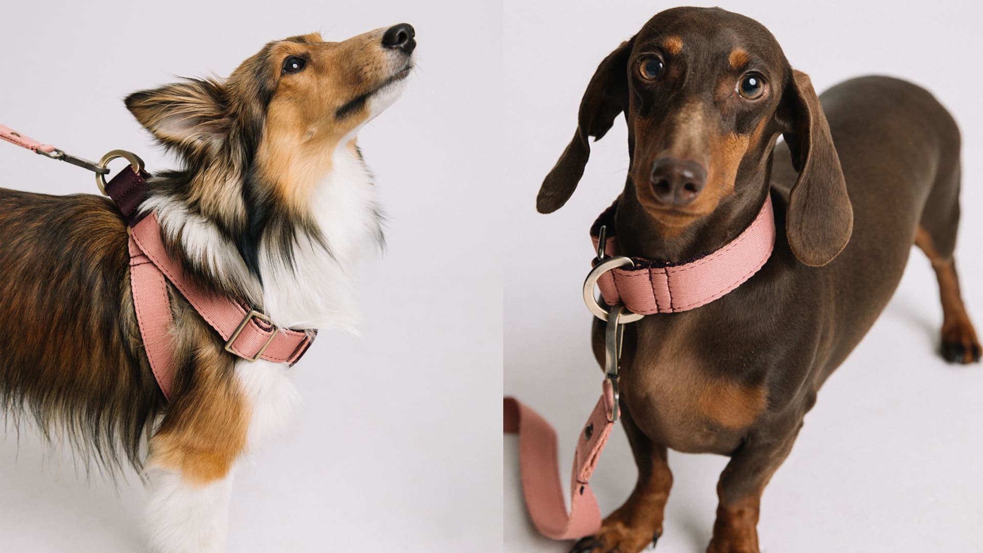 set lily rose es un collar rosa