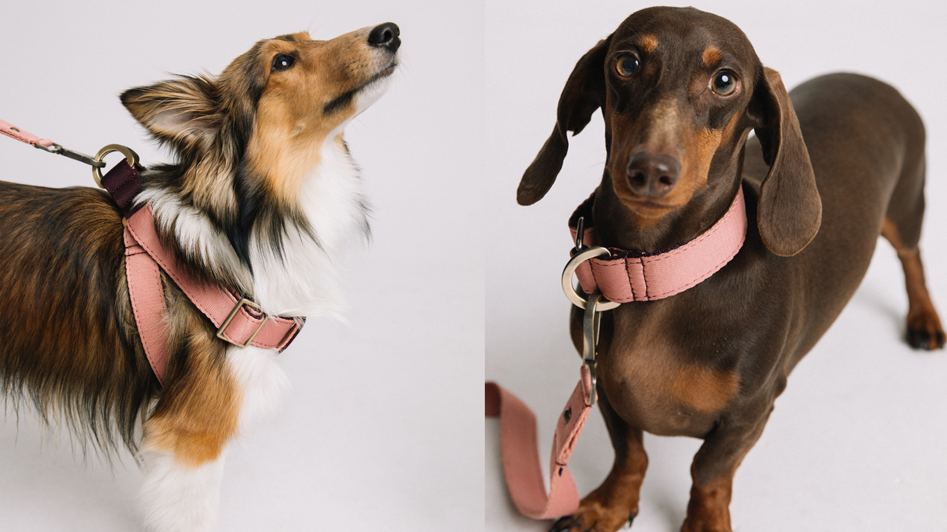 set lily rose es un collar rosa