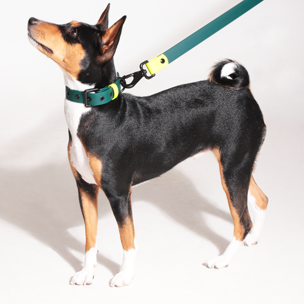 Collares, perros, il can, accesorios perros
