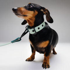 Set collar y correa impermeable DREAMY MINT - Il Can Atelier