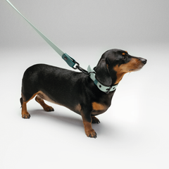 Set collar y correa impermeable DREAMY MINT - Il Can Atelier