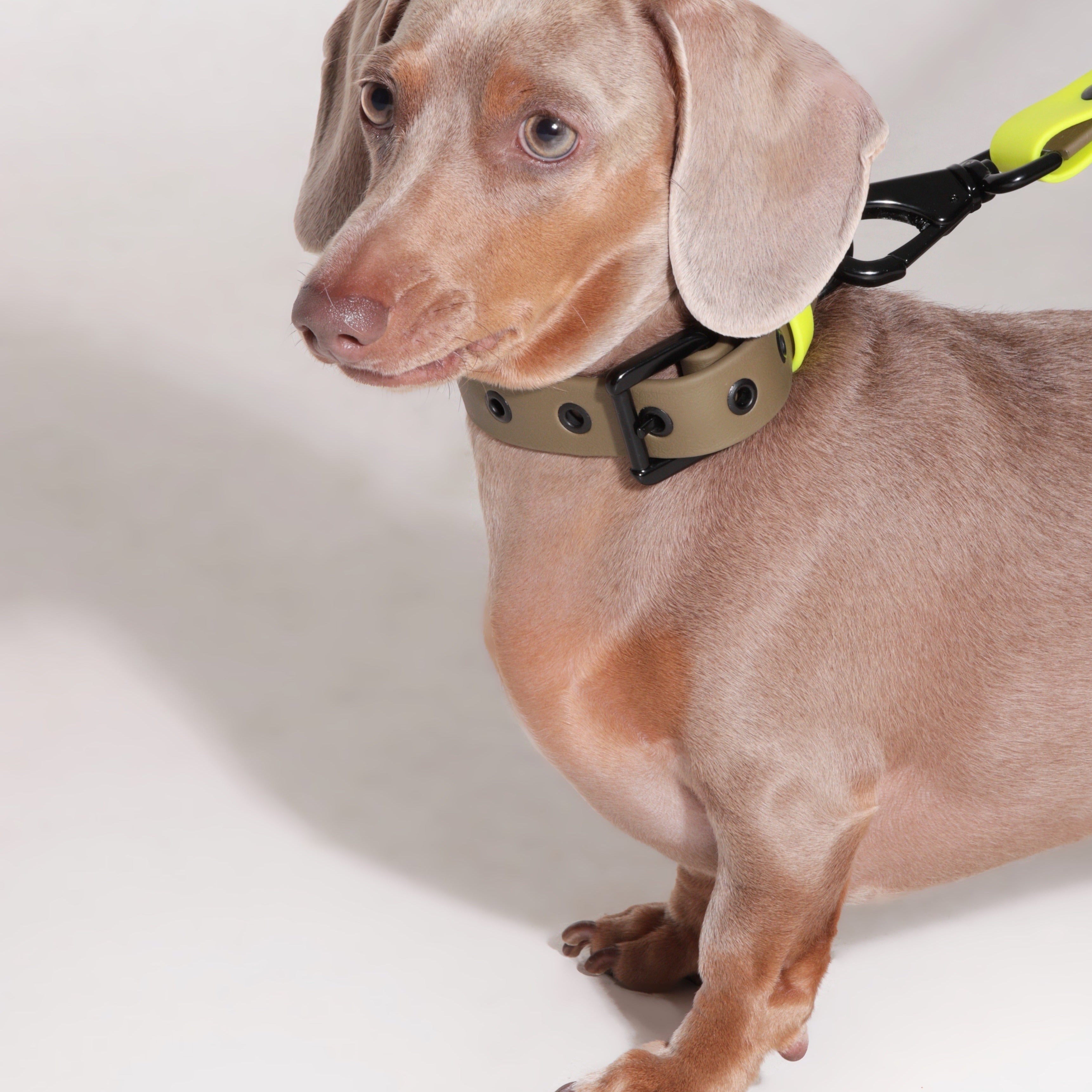 Set collar y correa WONDER WILD - Il Can Atelier