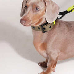 Set collar y correa WONDER WILD - Il Can Atelier