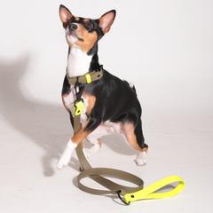 Set collar y correa WONDER WILD - Il Can Atelier