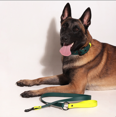 Set collar y correa LEMON JUNGLE - Il Can Atelier