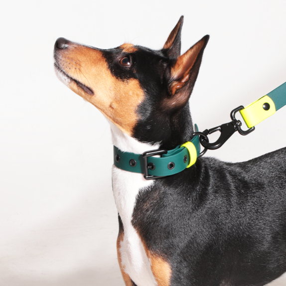 Set collar y correa LEMON JUNGLE - Il Can Atelier