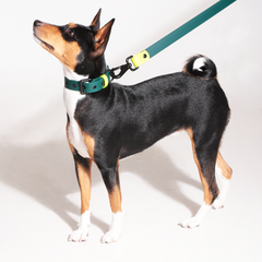 Set collar y correa LEMON JUNGLE - Il Can Atelier