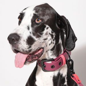Set collar y correa VERY CHERRY - Il Can Atelier