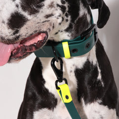 Set collar y correa LEMON JUNGLE - Il Can Atelier